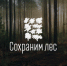 Мероприятия пройдут в рамках компании «Сохраним лес» - Рассвет